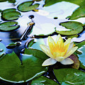 Waterlilly on Blue Pond